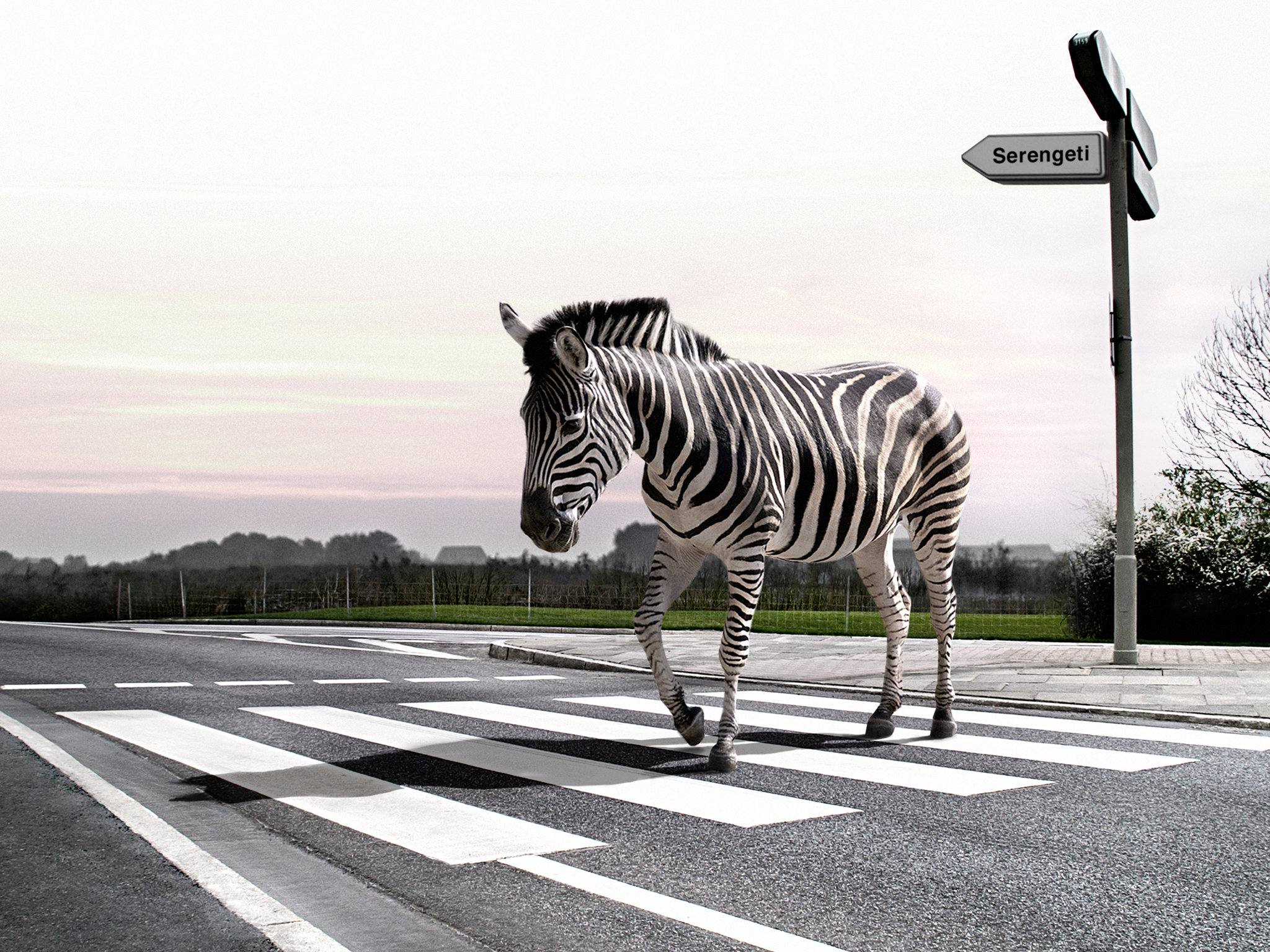 Best Zebra background ID:73690 for High Resolution hd 2048x1536 desktop