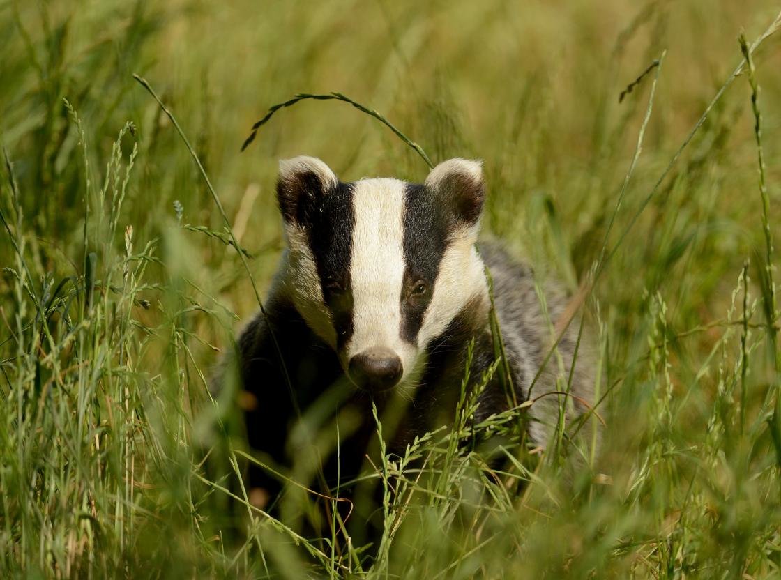 Free Badger high quality wallpaper ID:142313 for hd 1120x832 PC