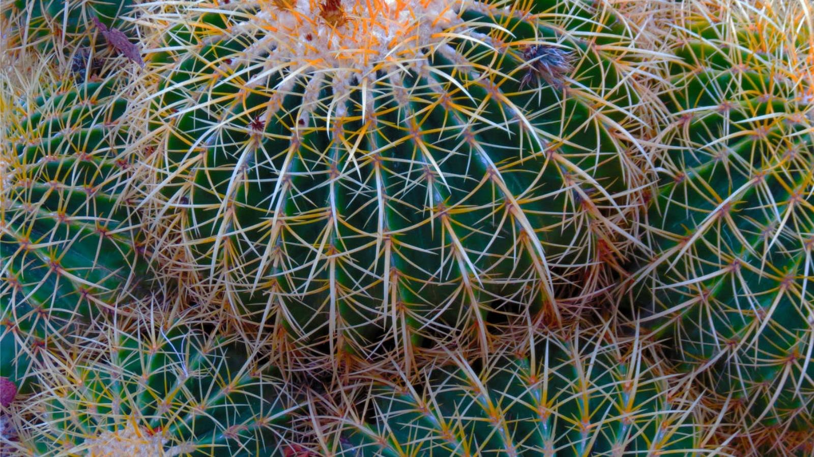 Awesome Cactus free background ID:408606 for hd 1600x900 PC
