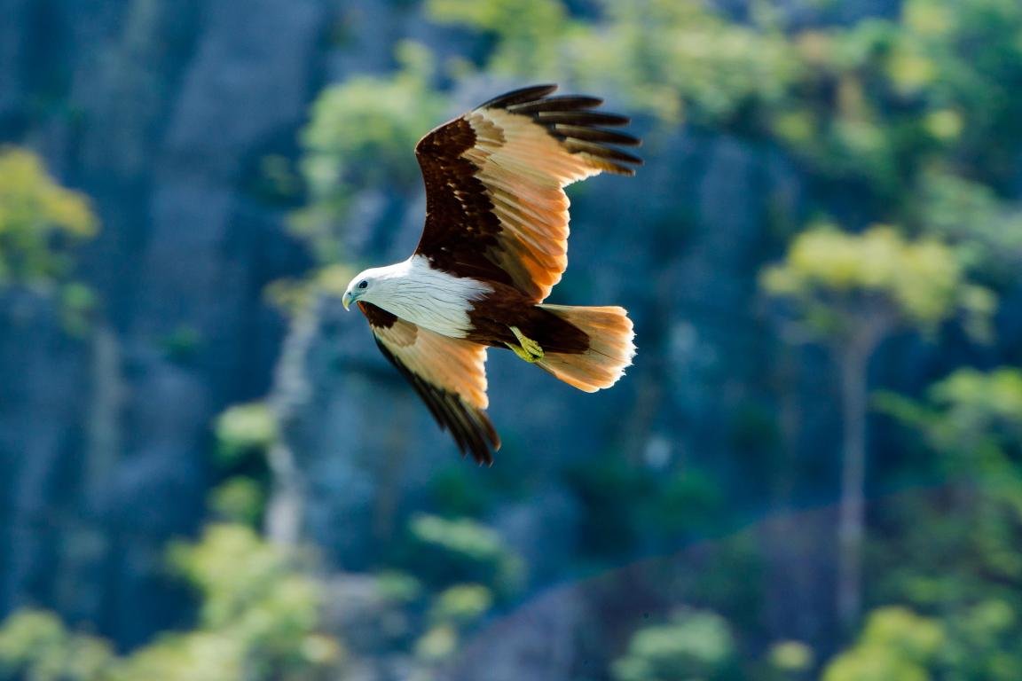 Free Eagle high quality background ID:231172 for hd 1152x768 desktop