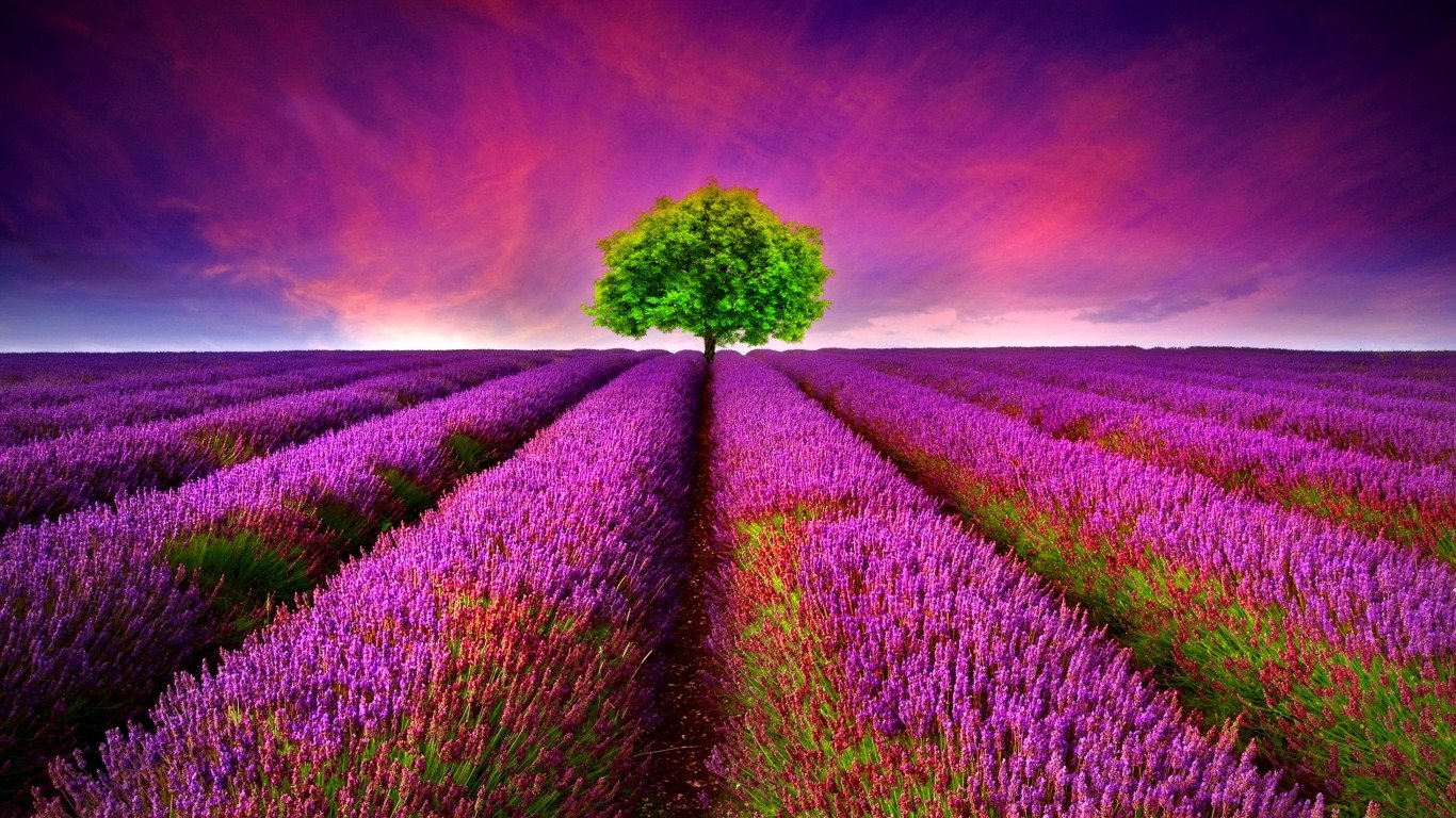 Download 1366x768 laptop Lavender computer wallpaper ID:67398 for free