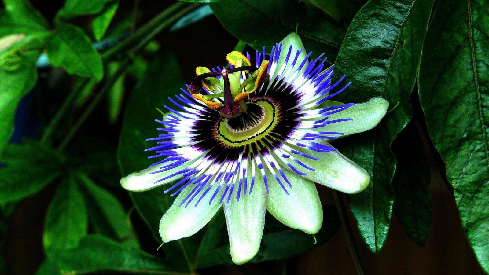 Awesome Passion Flower free background ID:401242 for hd 1600x900 desktop