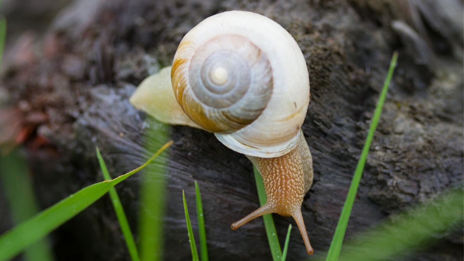 Best Snail background ID:198884 for High Resolution hd 1600x900 PC