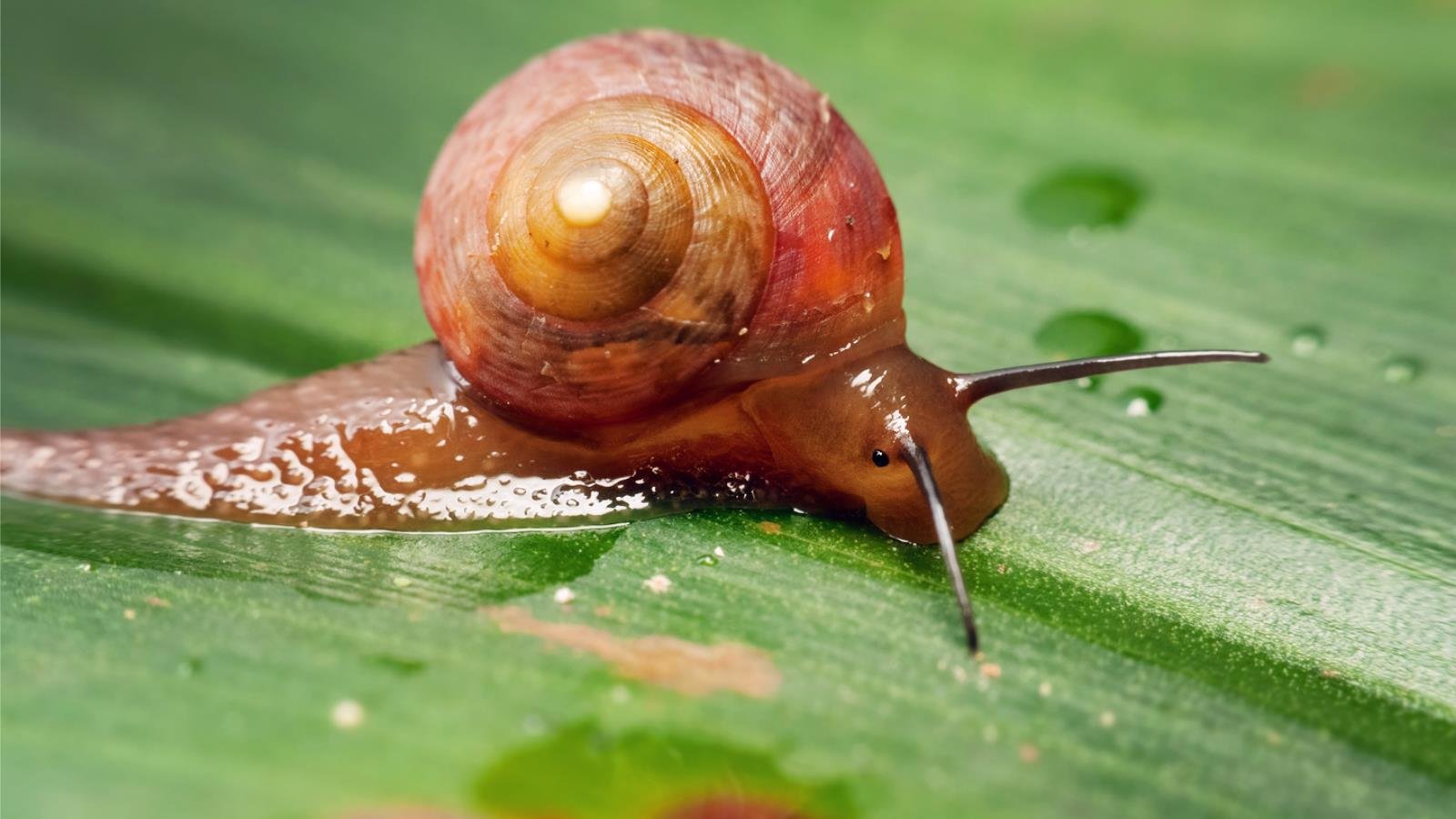 Free download Snail wallpaper ID:198886 hd 1600x900 for PC