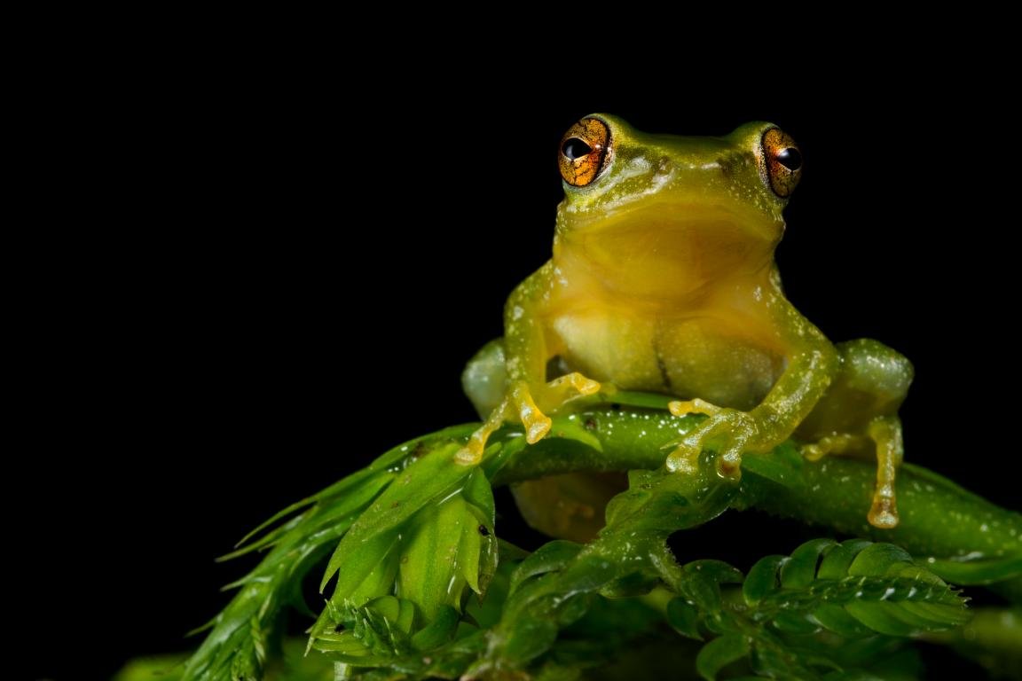 Awesome Tree Frog free background ID:385899 for hd 1152x768 computer