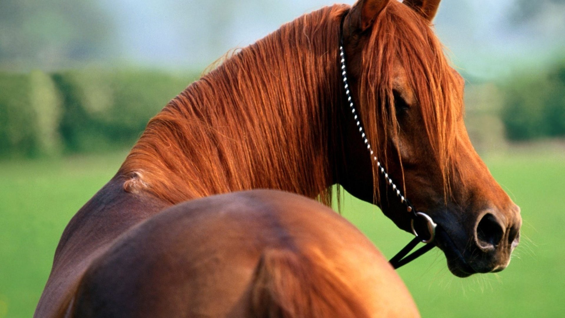 Best Horse wallpaper ID:23391 for High Resolution full hd 1080p computer