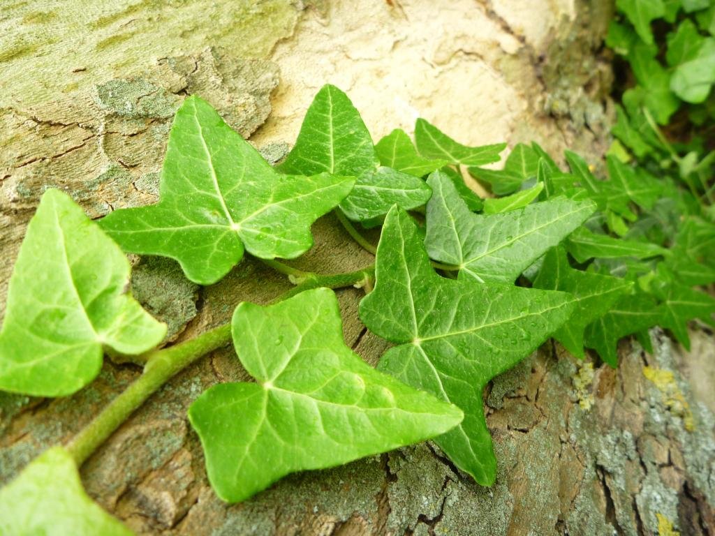Free download Ivy background ID:165654 hd 1024x768 for desktop
