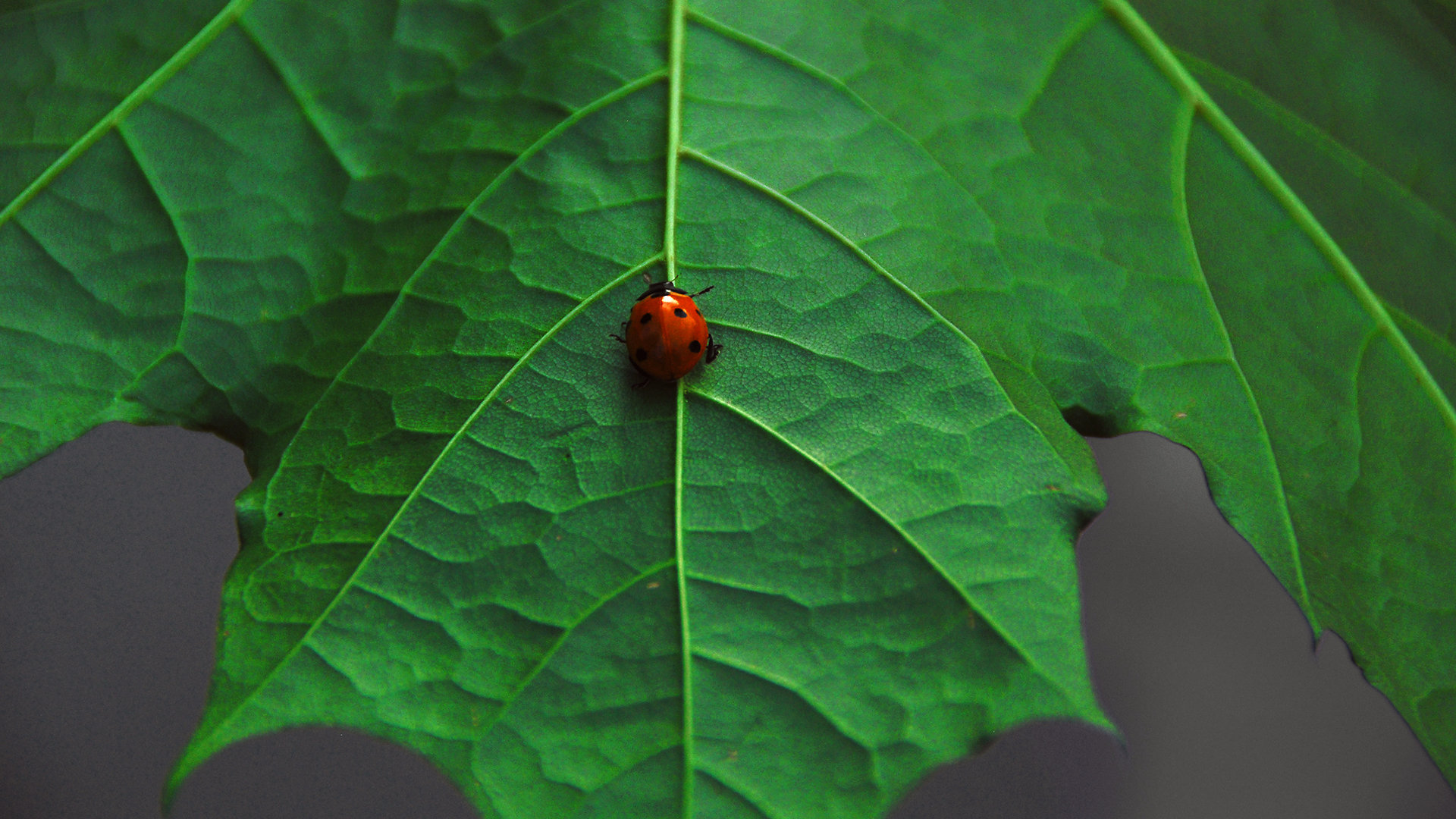 Awesome Ladybug free background ID:270556 for full hd computer