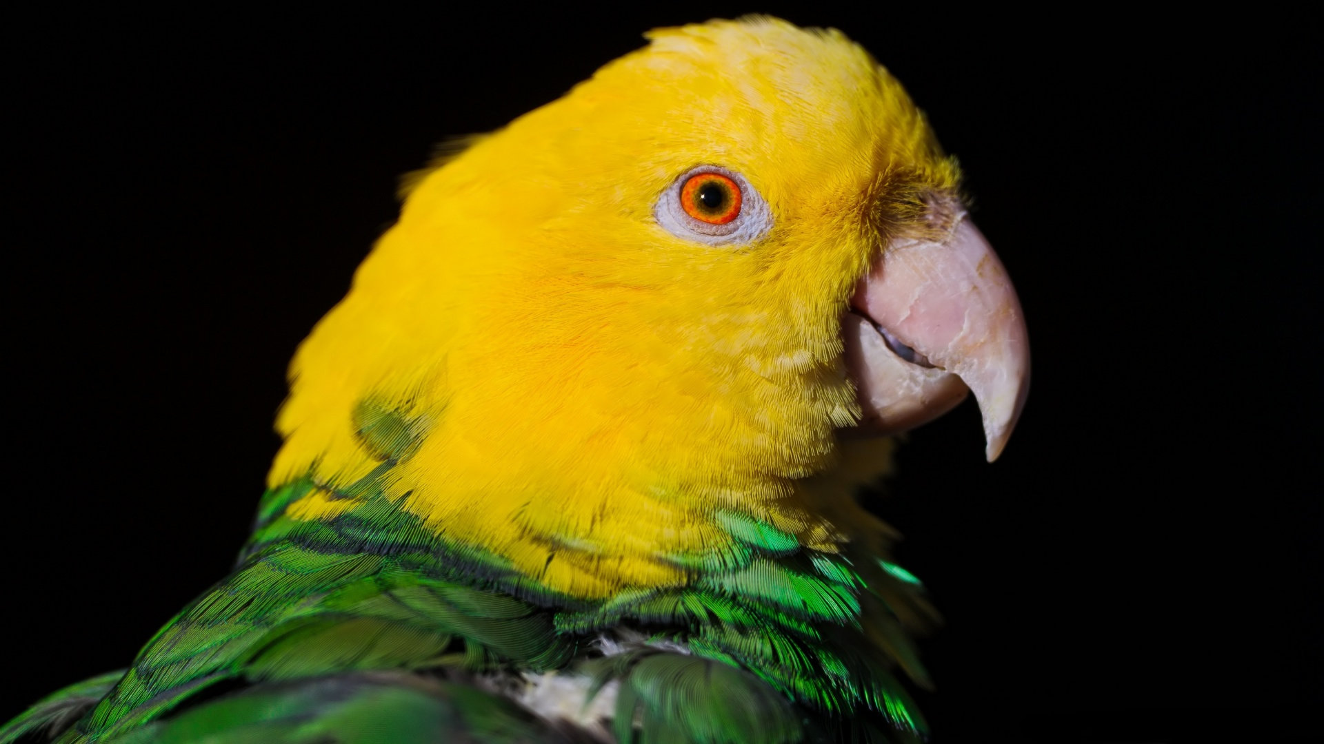 Download full hd 1080p Parrot computer wallpaper ID:25763 for free