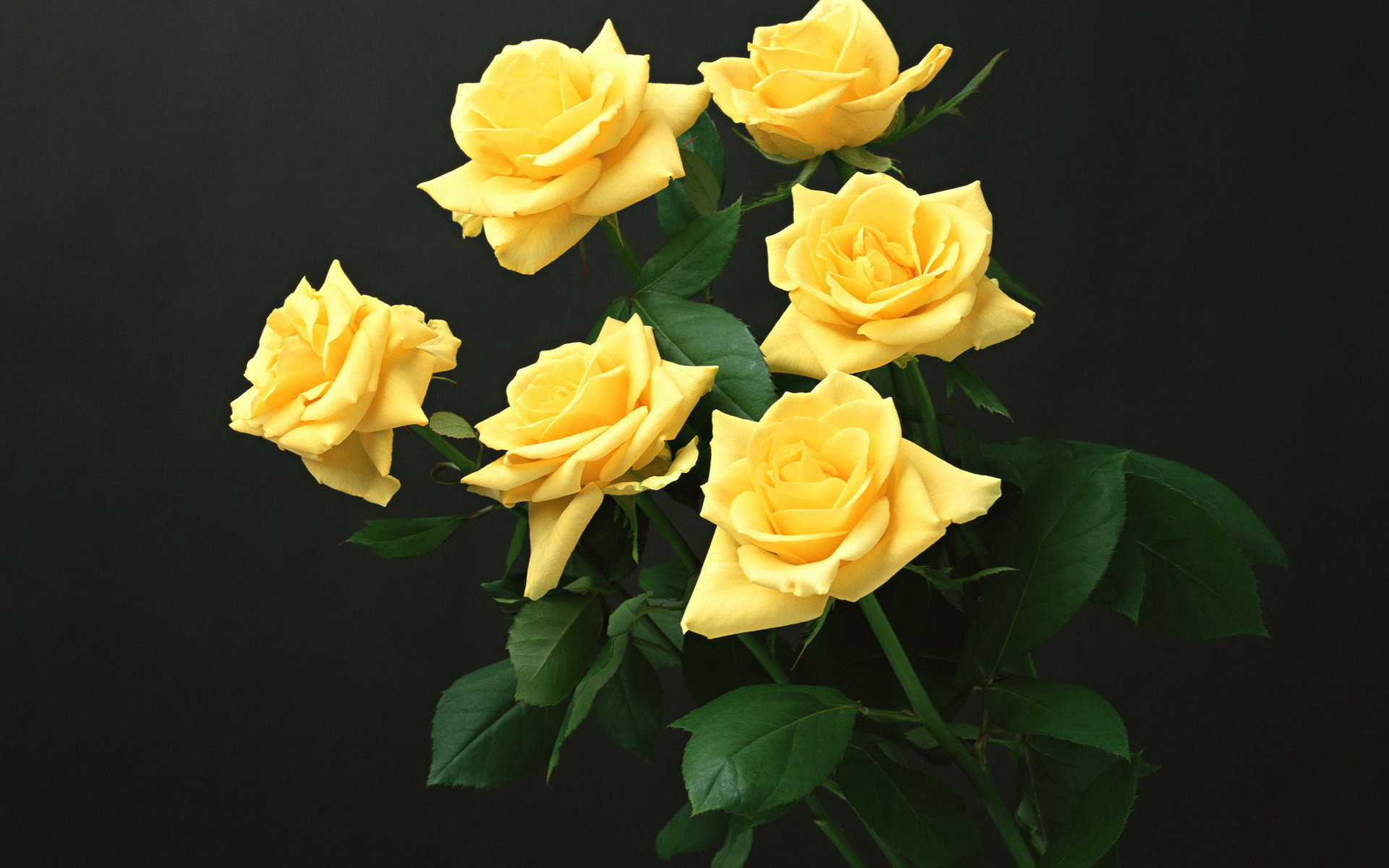 Free Rose high quality background ID:471910 for hd 1920x1200 desktop