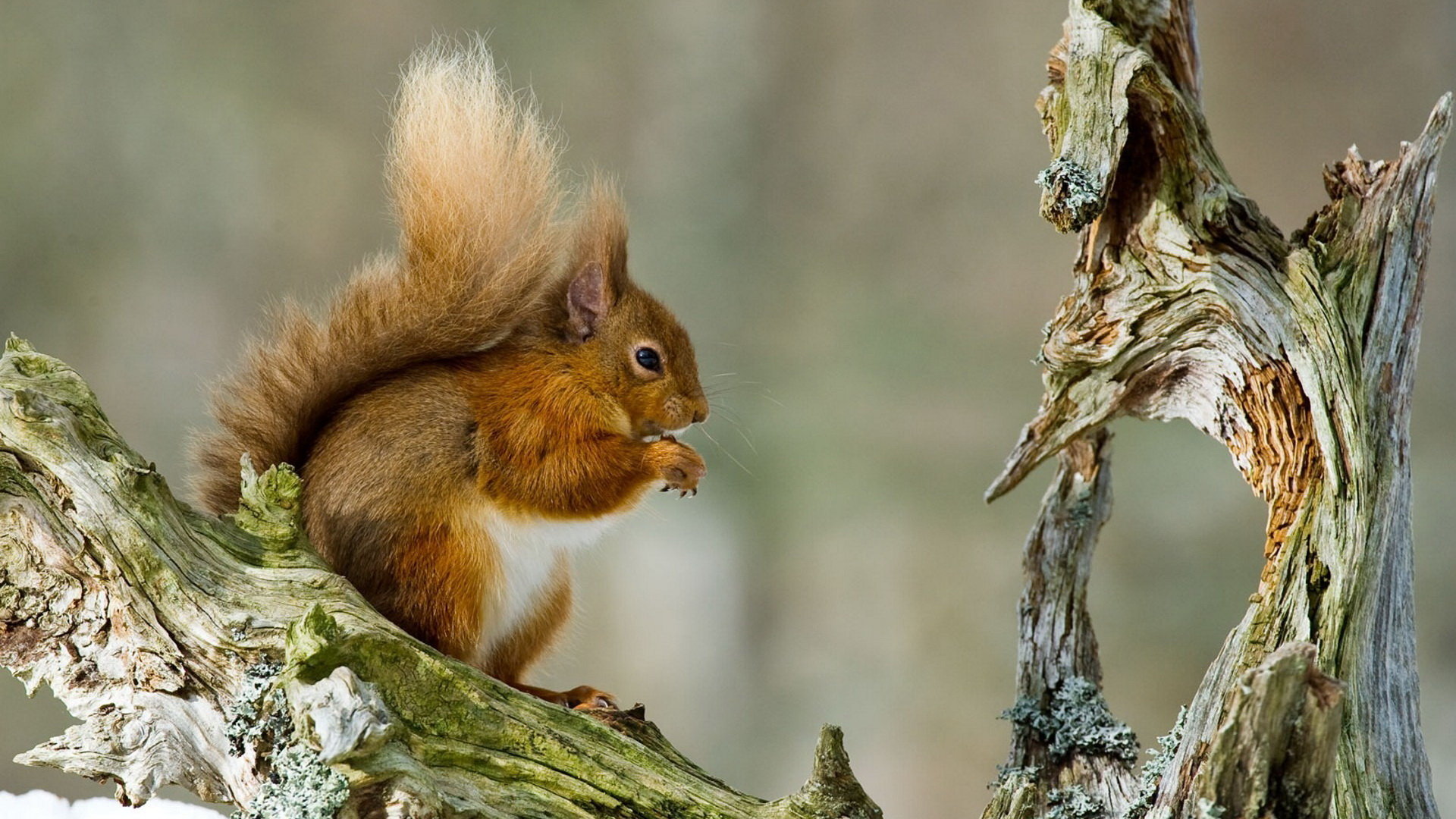 High resolution Squirrel full hd 1920x1080 background ID:311705 for PC