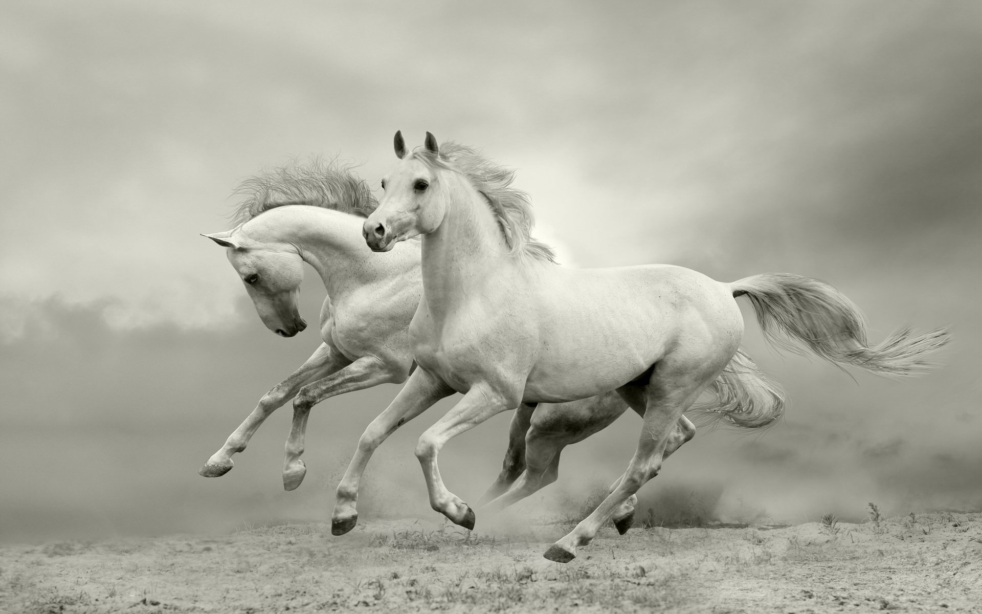 Awesome Horse free background ID:24191 for hd 1920x1200 desktop