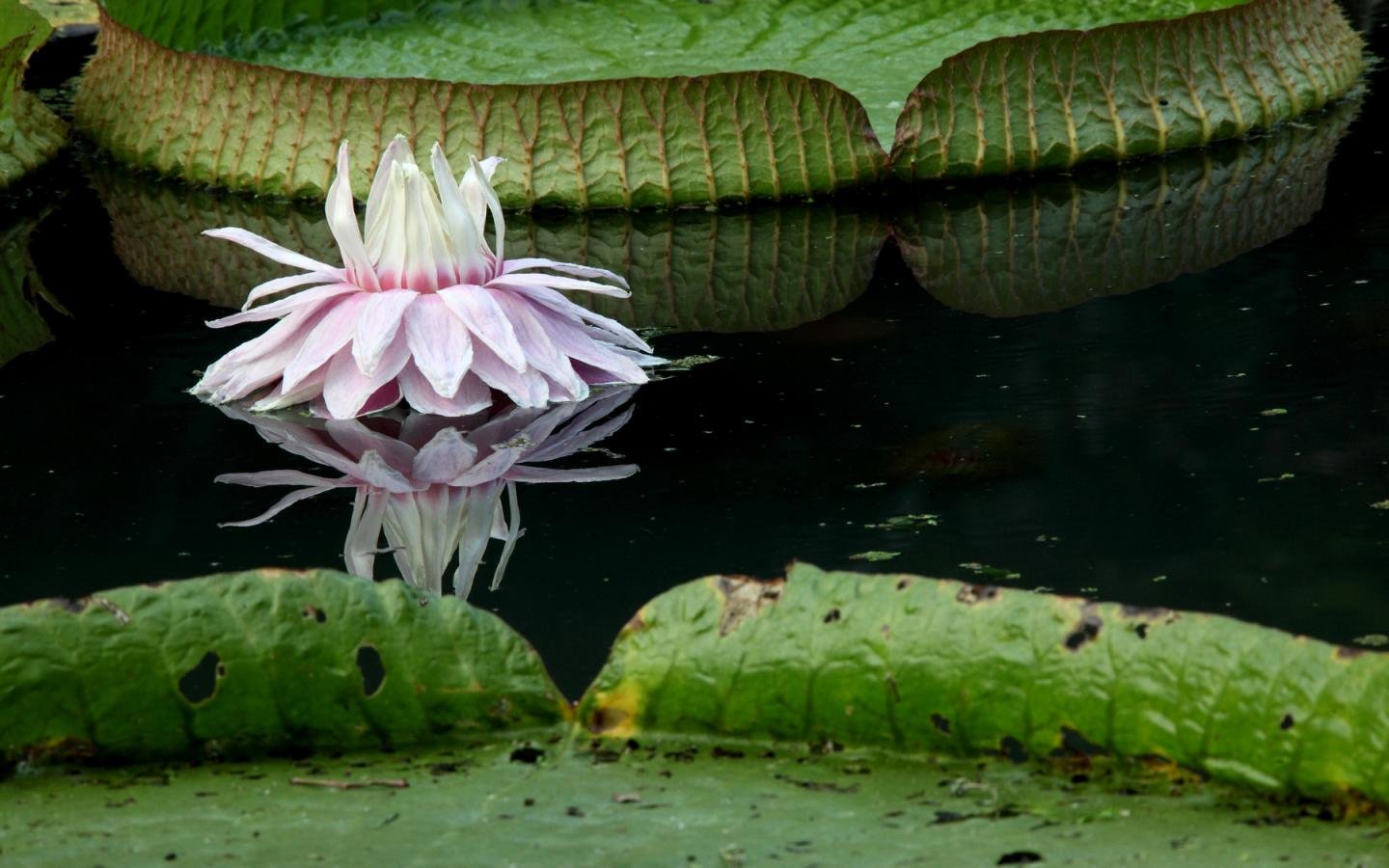 Awesome Lotus flower free wallpaper ID:48449 for hd 1440x900 computer