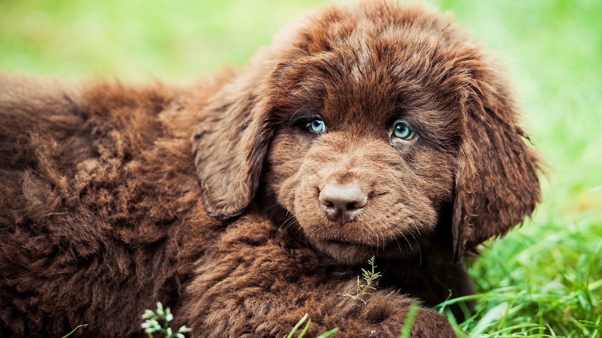 High resolution Puppy full hd 1080p wallpaper ID:46783 for computer