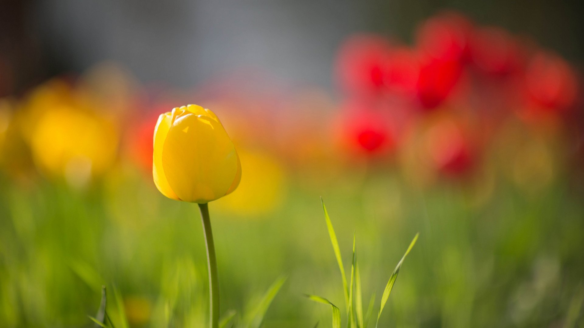 Awesome Tulip free background ID:157682 for full hd desktop