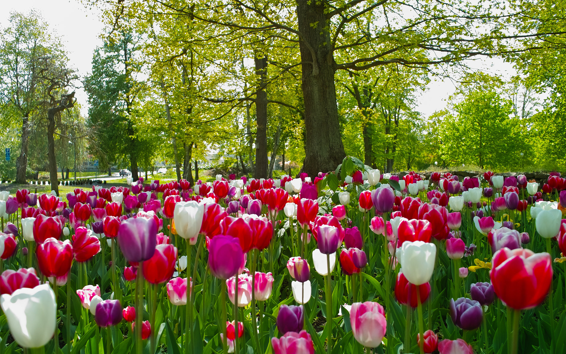 Best Tulip background ID:157289 for High Resolution hd 1920x1200 computer