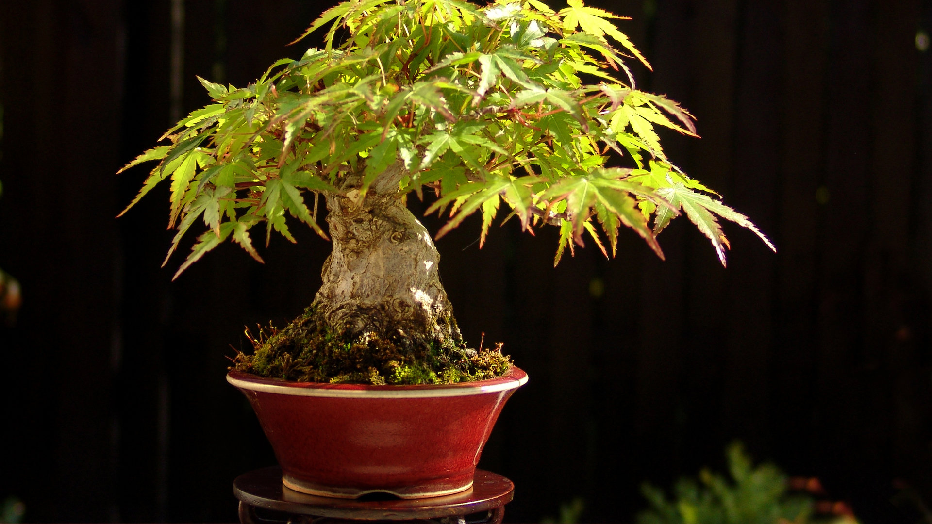 Awesome Bonsai free wallpaper ID:128784 for full hd 1920x1080 computer