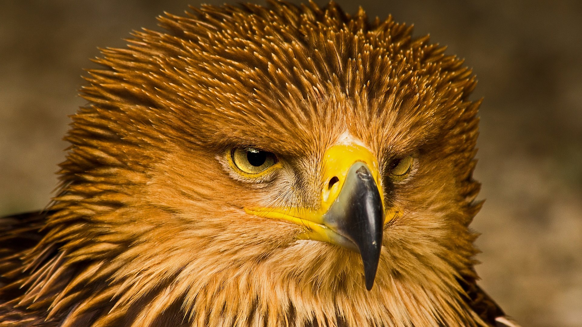 Free Eagle high quality background ID:231343 for full hd 1920x1080 computer