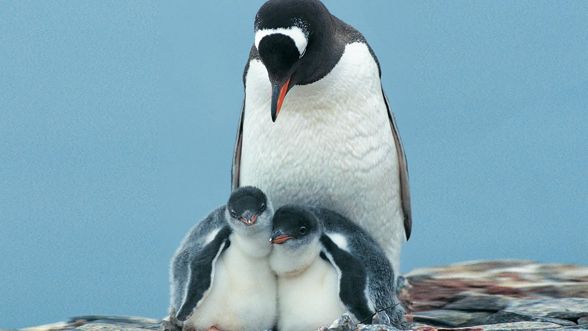 Download full hd Emperor Penguin desktop background ID:47925 for free