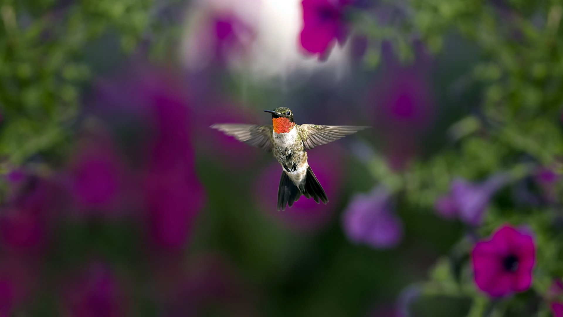 High resolution Hummingbird full hd 1080p wallpaper ID:215710 for desktop