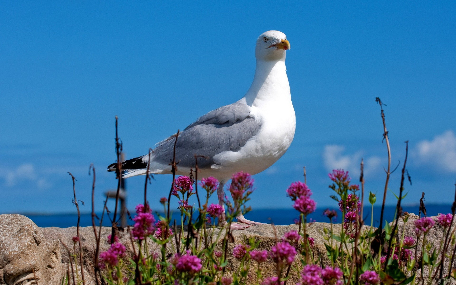 Best Seagull background ID:66883 for High Resolution hd 1920x1200 computer