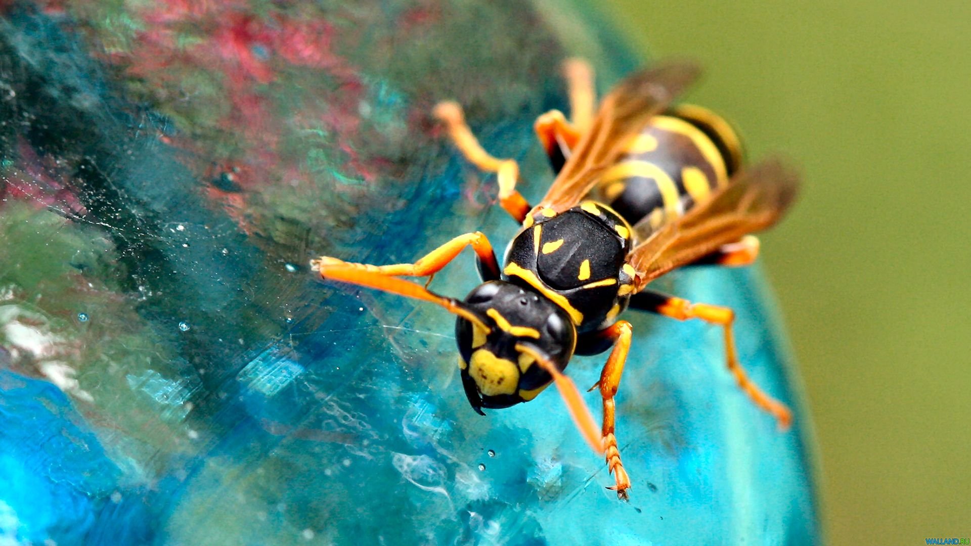 Best Wasp background ID:48155 for High Resolution full hd 1080p computer