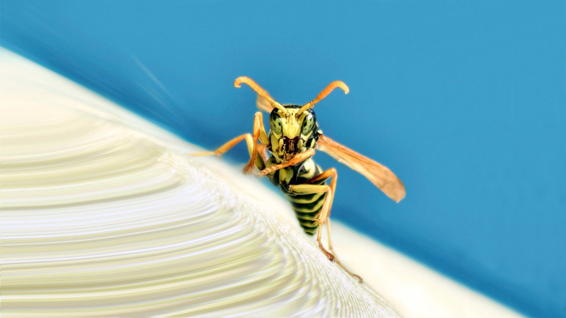 Best Wasp wallpaper ID:48148 for High Resolution hd 1920x1080 desktop