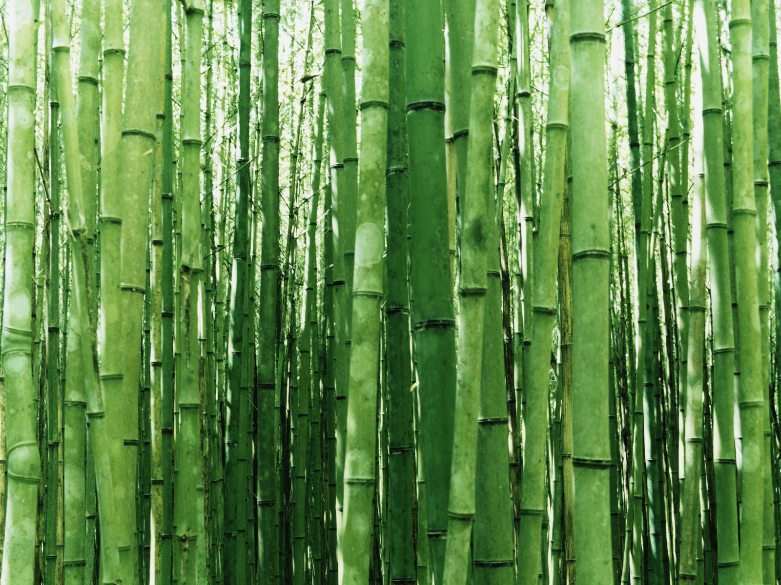 Free Bamboo high quality background ID:246776 for hd 1600x1200 desktop