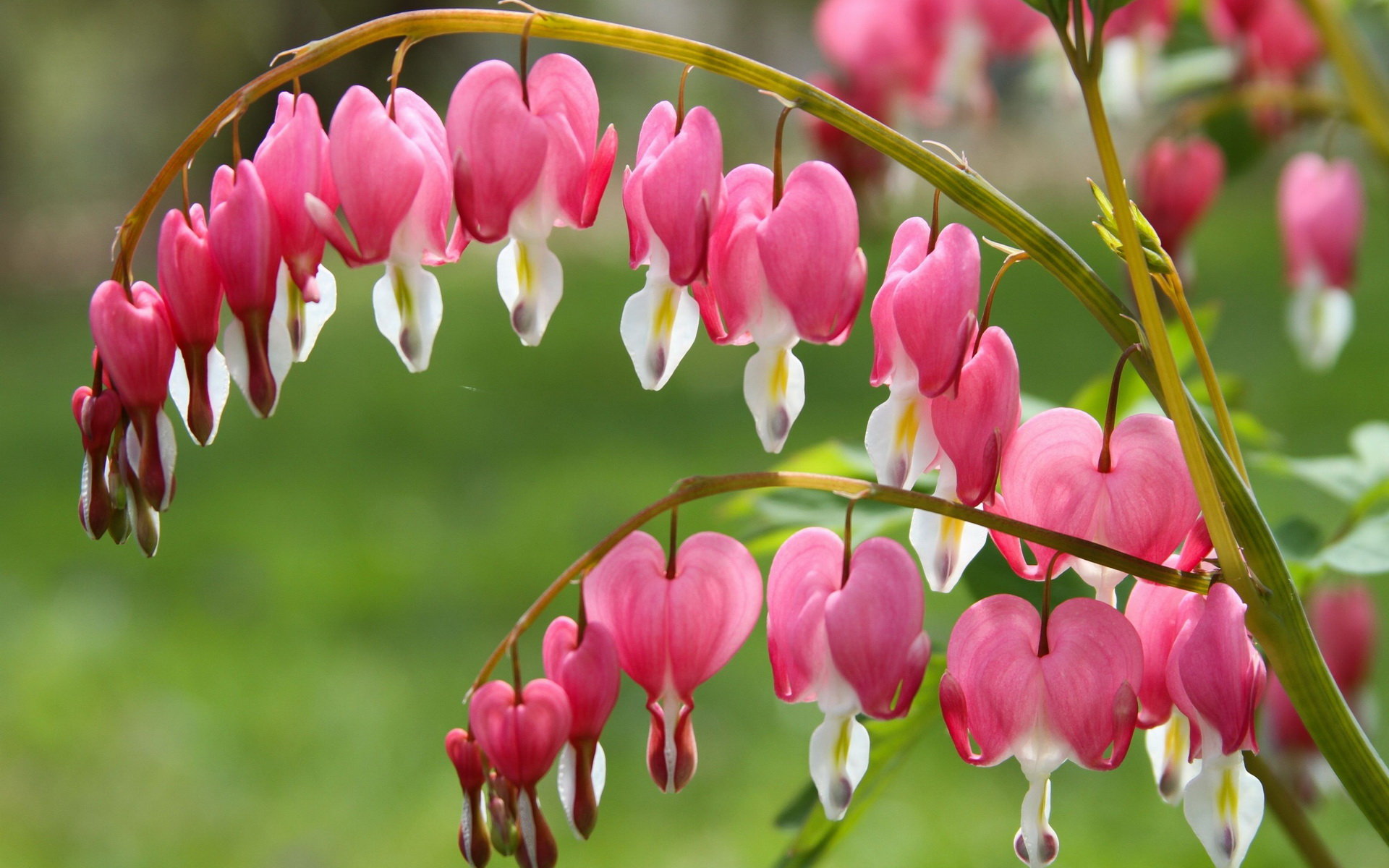 Awesome Bleeding Heart free wallpaper ID:164905 for hd 1920x1200 PC