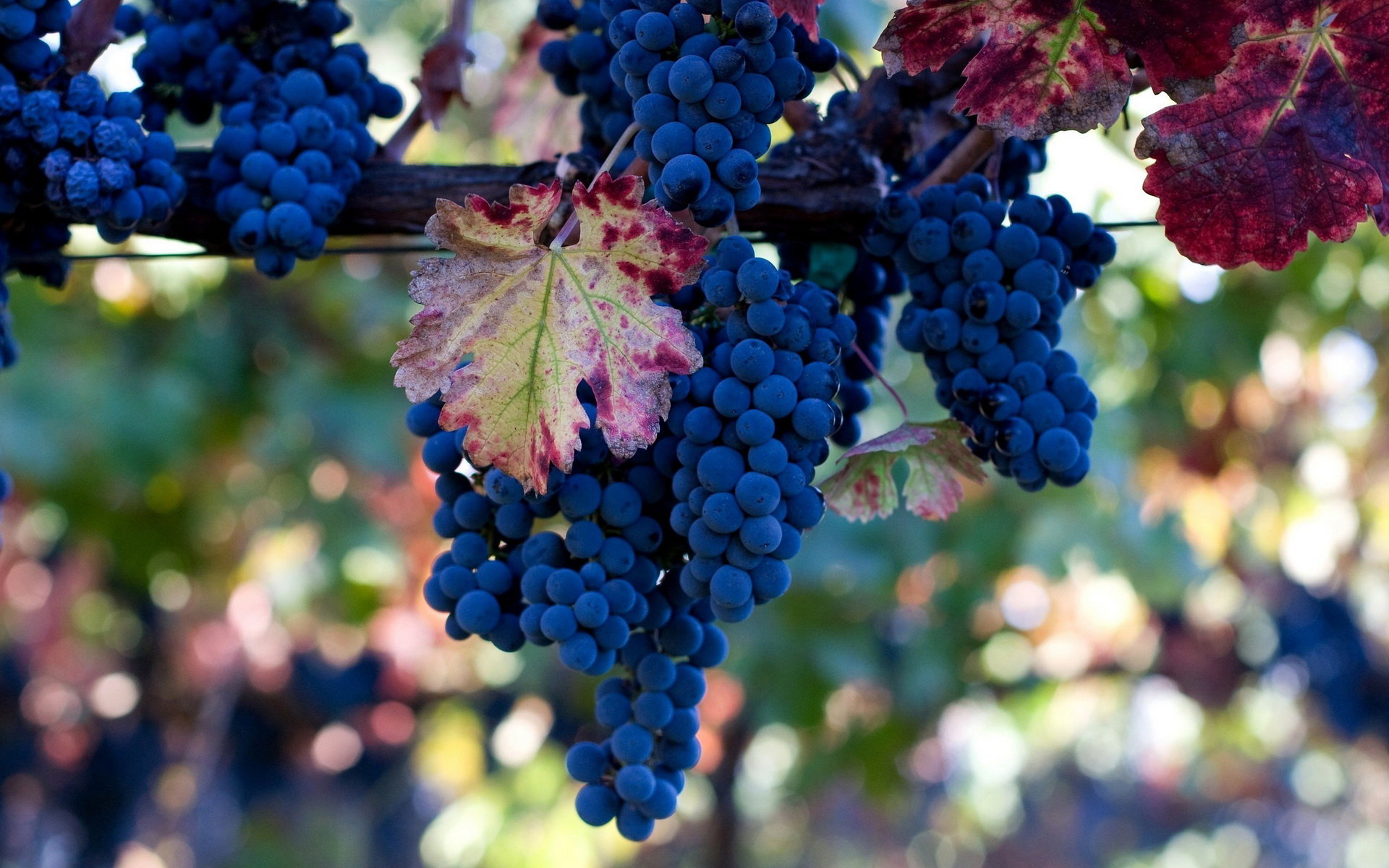 Awesome Grapes free background ID:420850 for hd 1920x1200 PC