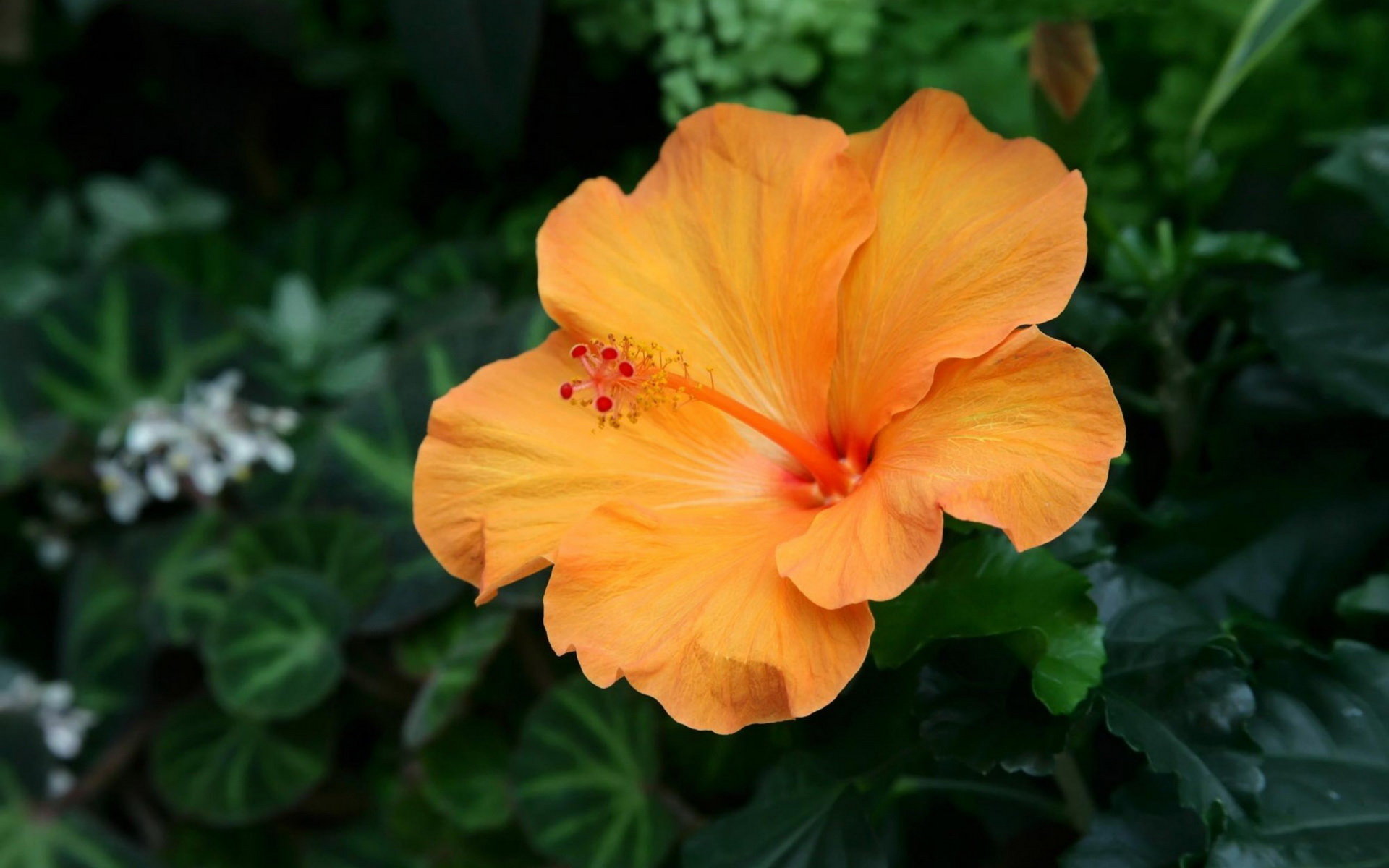 Best Hibiscus background ID:24445 for High Resolution hd 1920x1200 computer