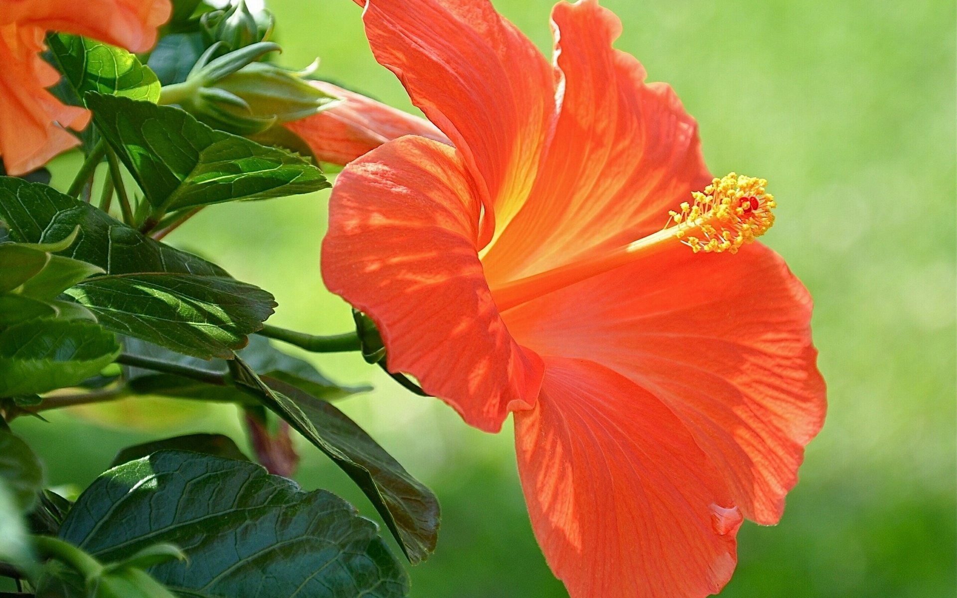 Free download Hibiscus wallpaper ID:24446 hd 1920x1200 for PC