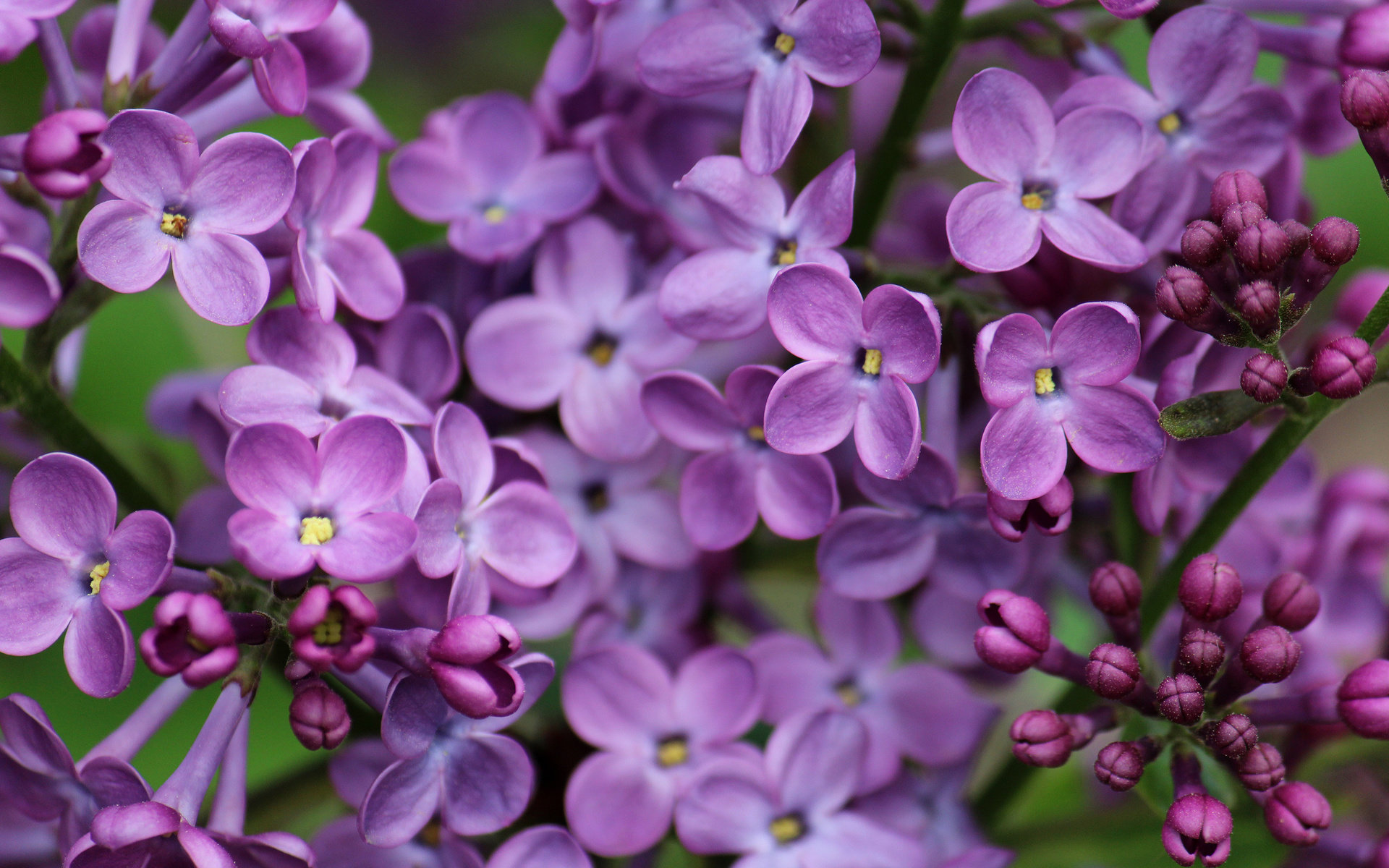 Best Lilac background ID:276188 for High Resolution hd 1920x1200 PC