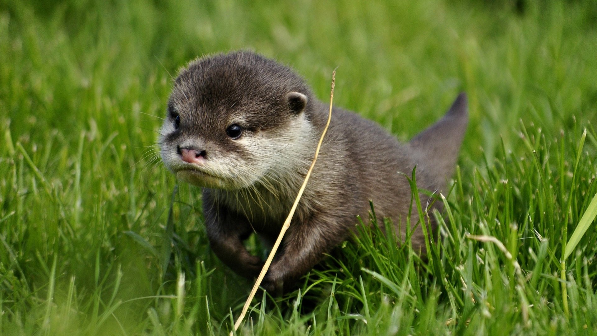 Best Otter background ID:207587 for High Resolution full hd 1080p computer