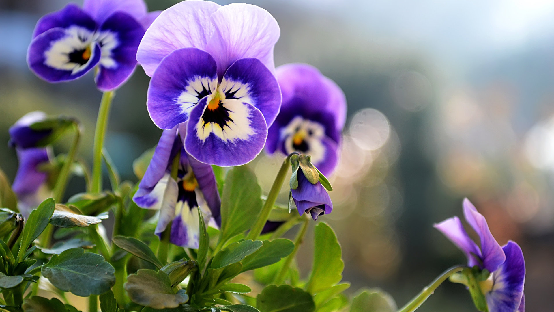 Best Pansy wallpaper ID:163643 for High Resolution hd 1920x1080 PC