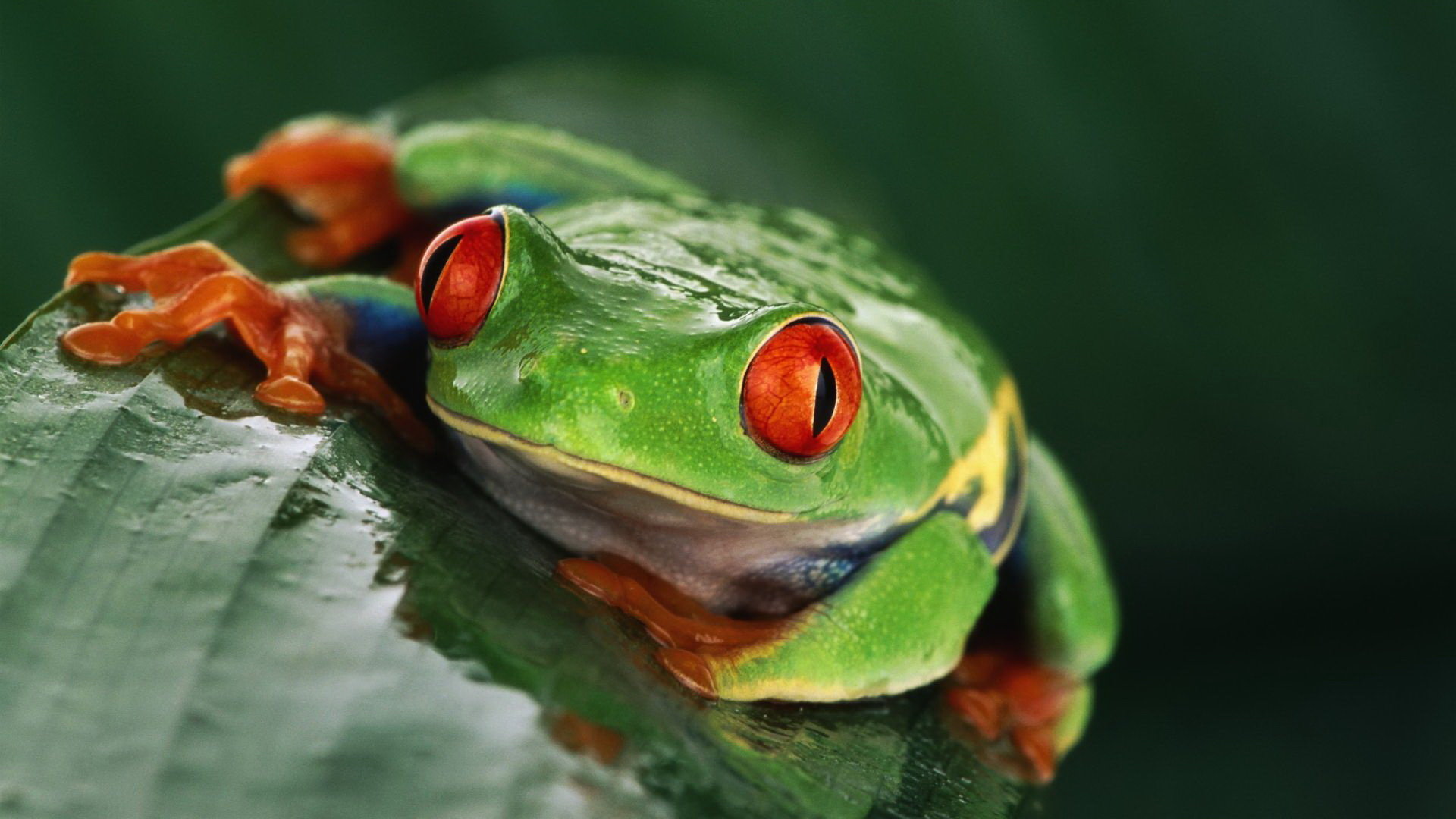 Free Red Eyed Tree Frog high quality wallpaper ID:20215 for full hd 1920x1080 desktop