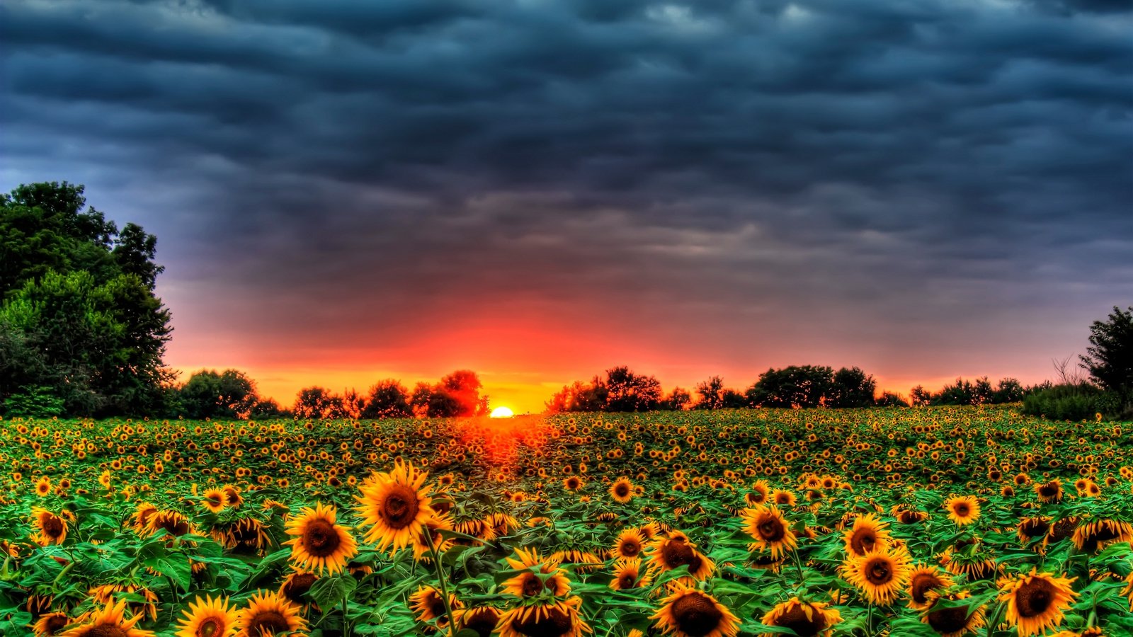 Free Sunflower high quality wallpaper ID:226423 for hd 1600x900 PC