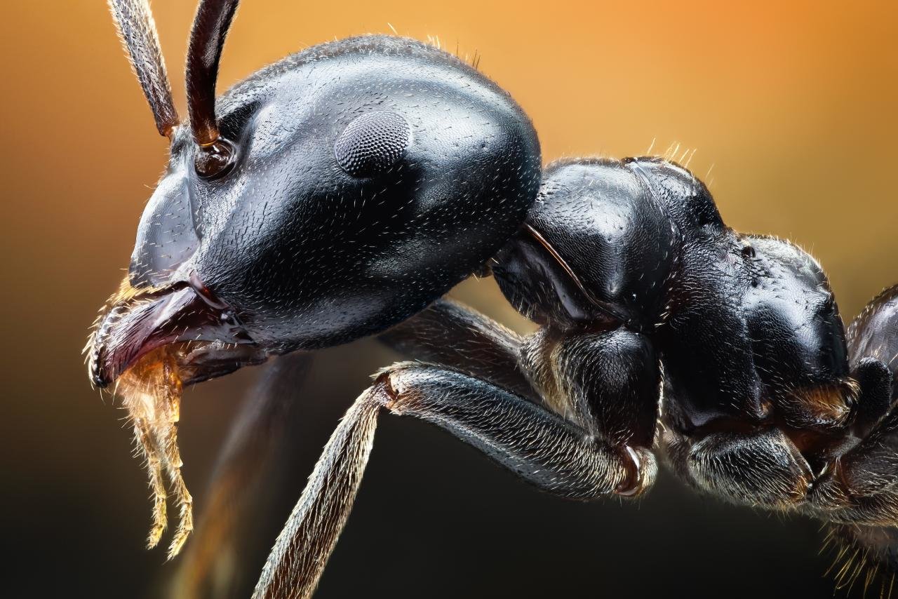 Best Ant wallpaper ID:401321 for High Resolution hd 1280x854 computer