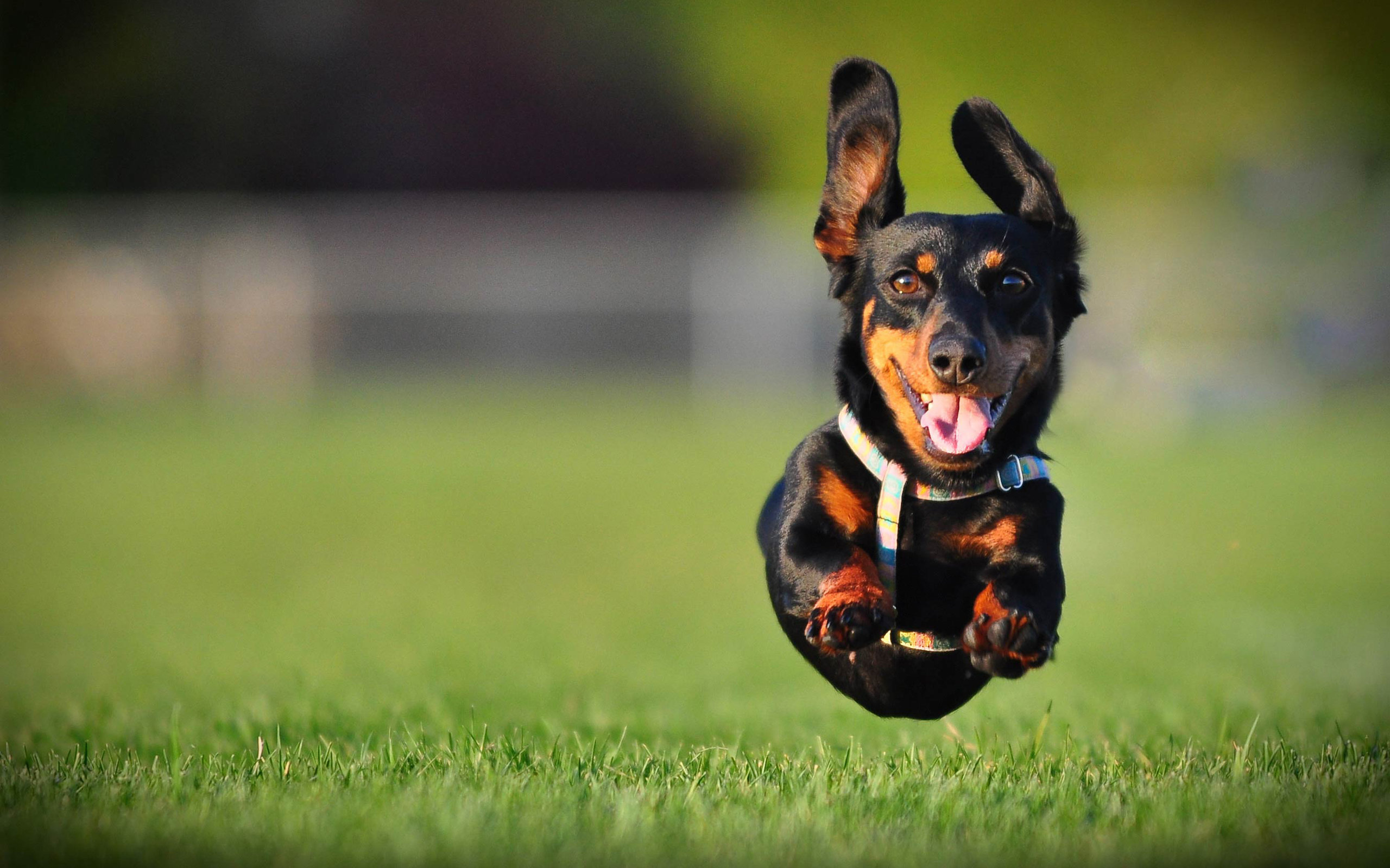 Awesome Dachshund free background ID:310466 for hd 2560x1600 desktop