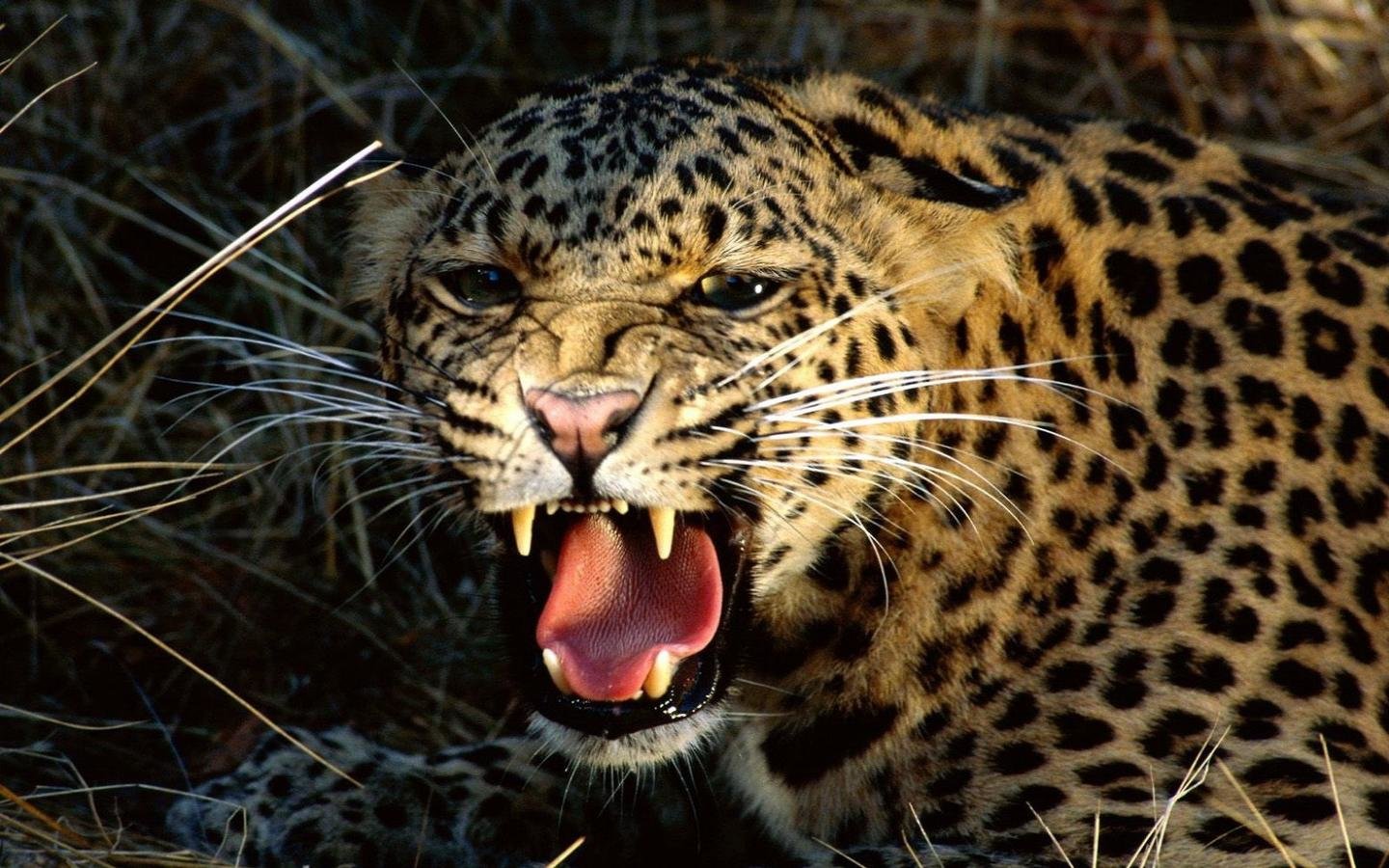 Download hd 1440x900 Leopard computer background ID:448349 for free