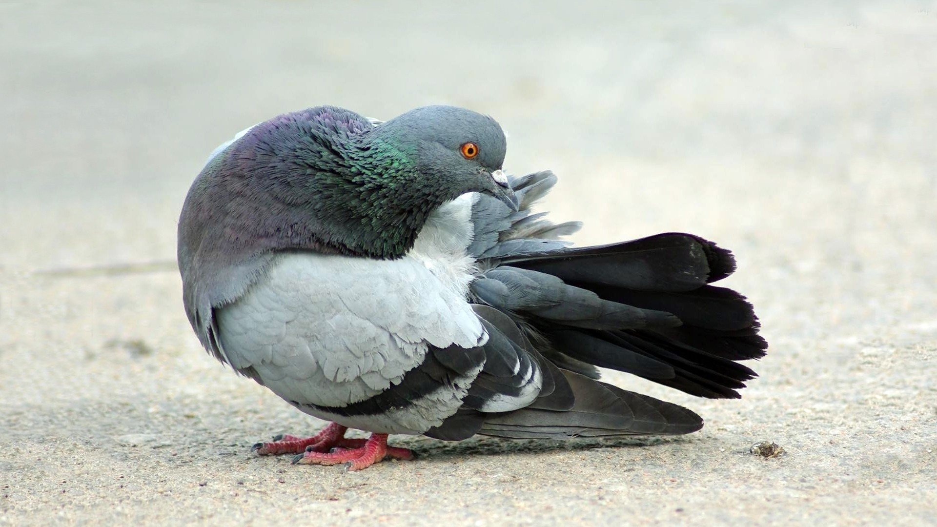 Free download Pigeon background ID:212337 hd 1080p for desktop