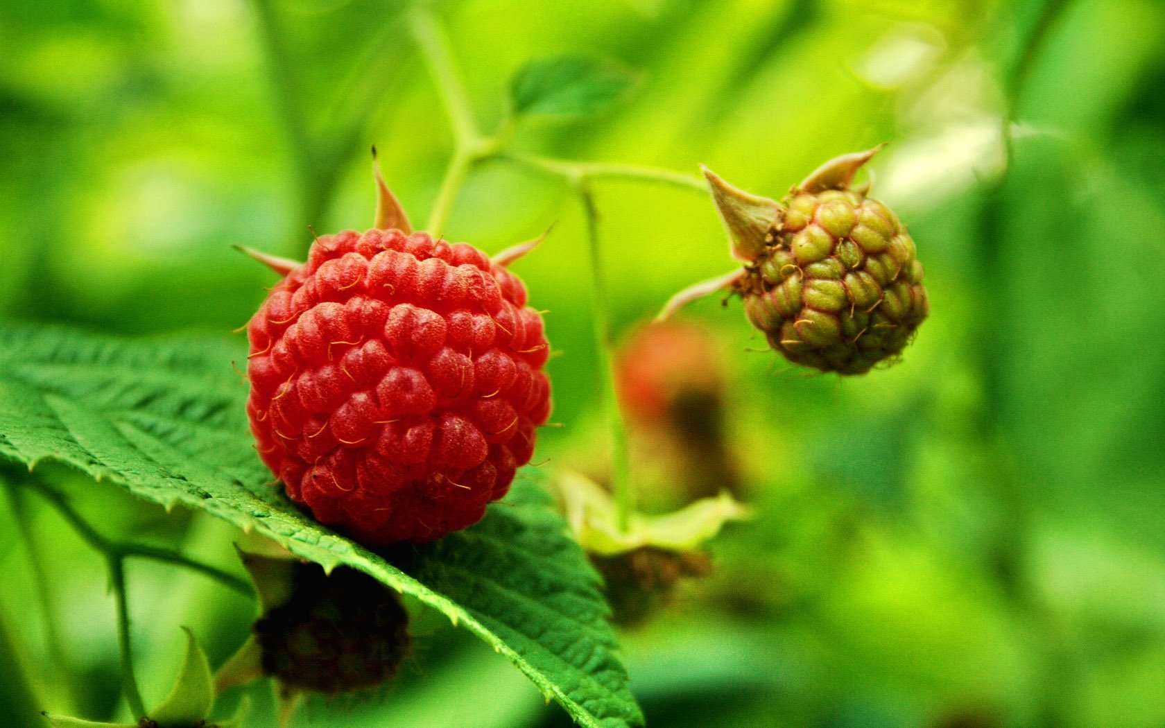 High resolution Raspberry hd 1680x1050 background ID:50087 for computer