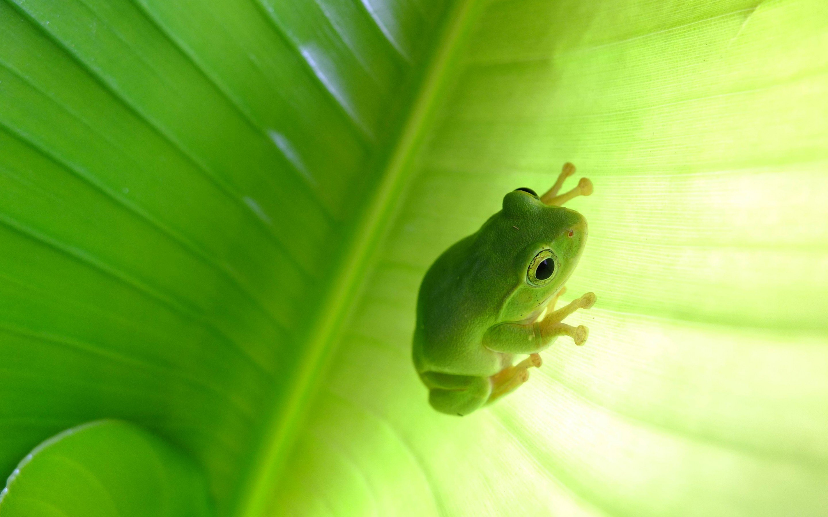 High resolution Tree Frog hd 2880x1800 background ID:385890 for PC