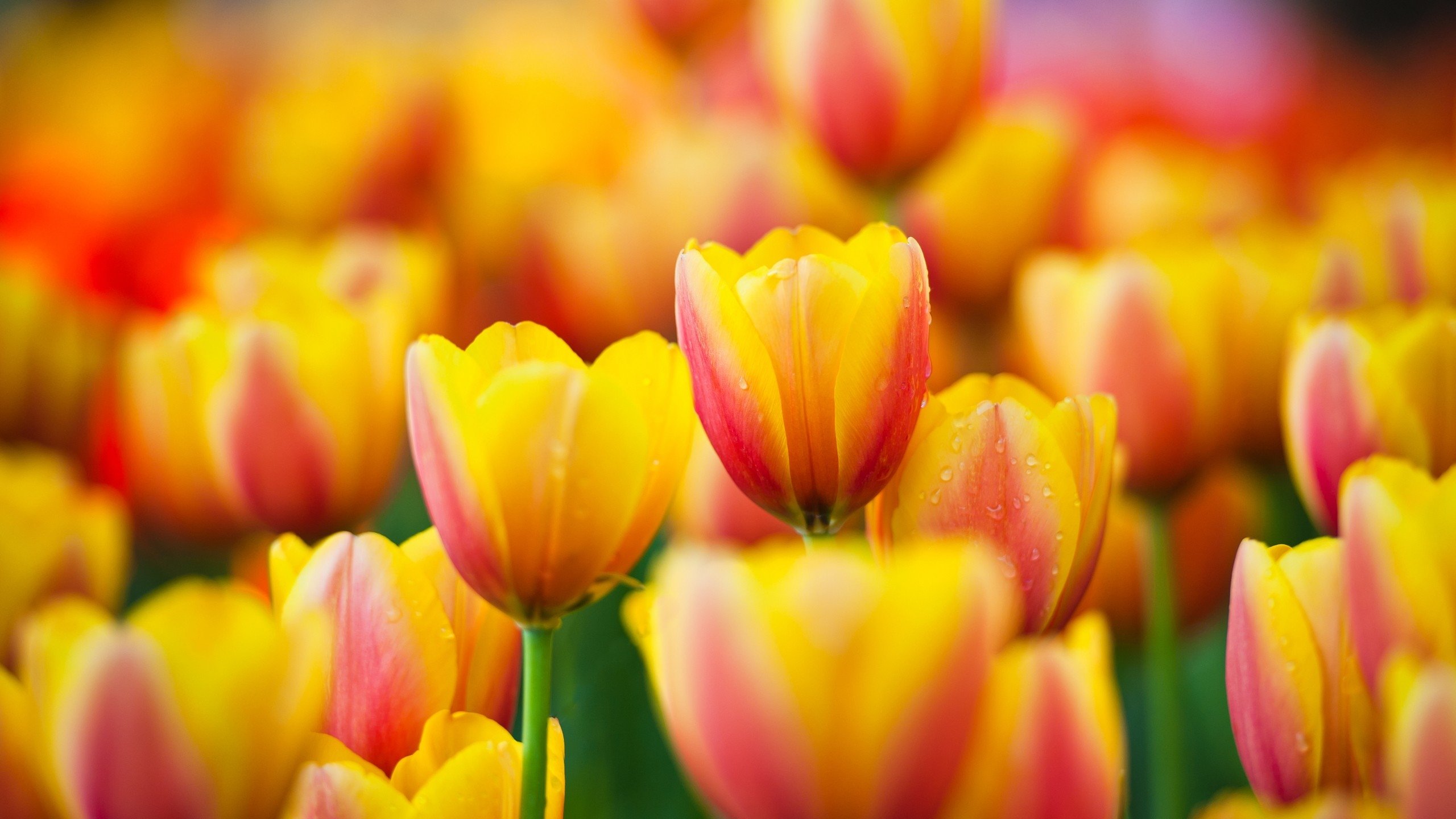 Download hd 2560x1440 Tulip desktop background ID:157188 for free