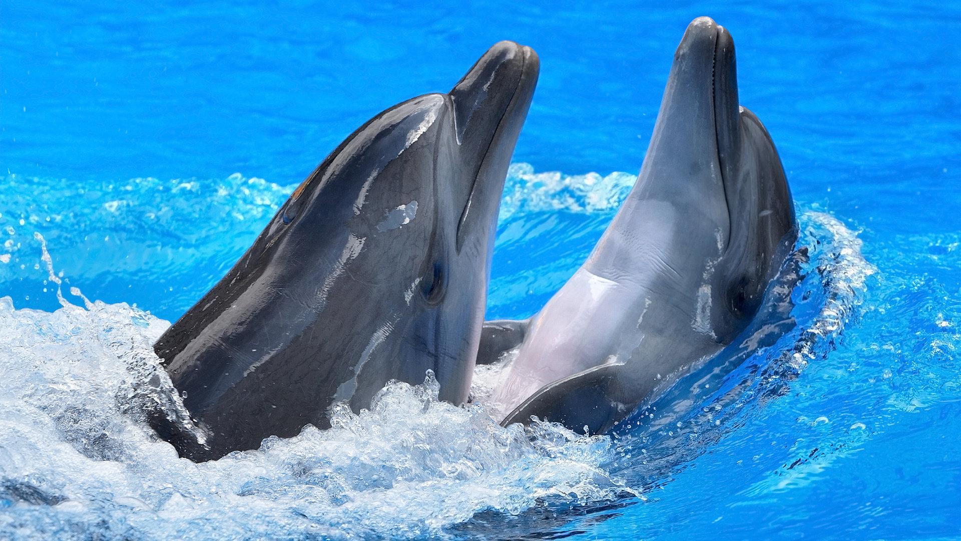 Free Dolphin high quality background ID:248327 for full hd computer
