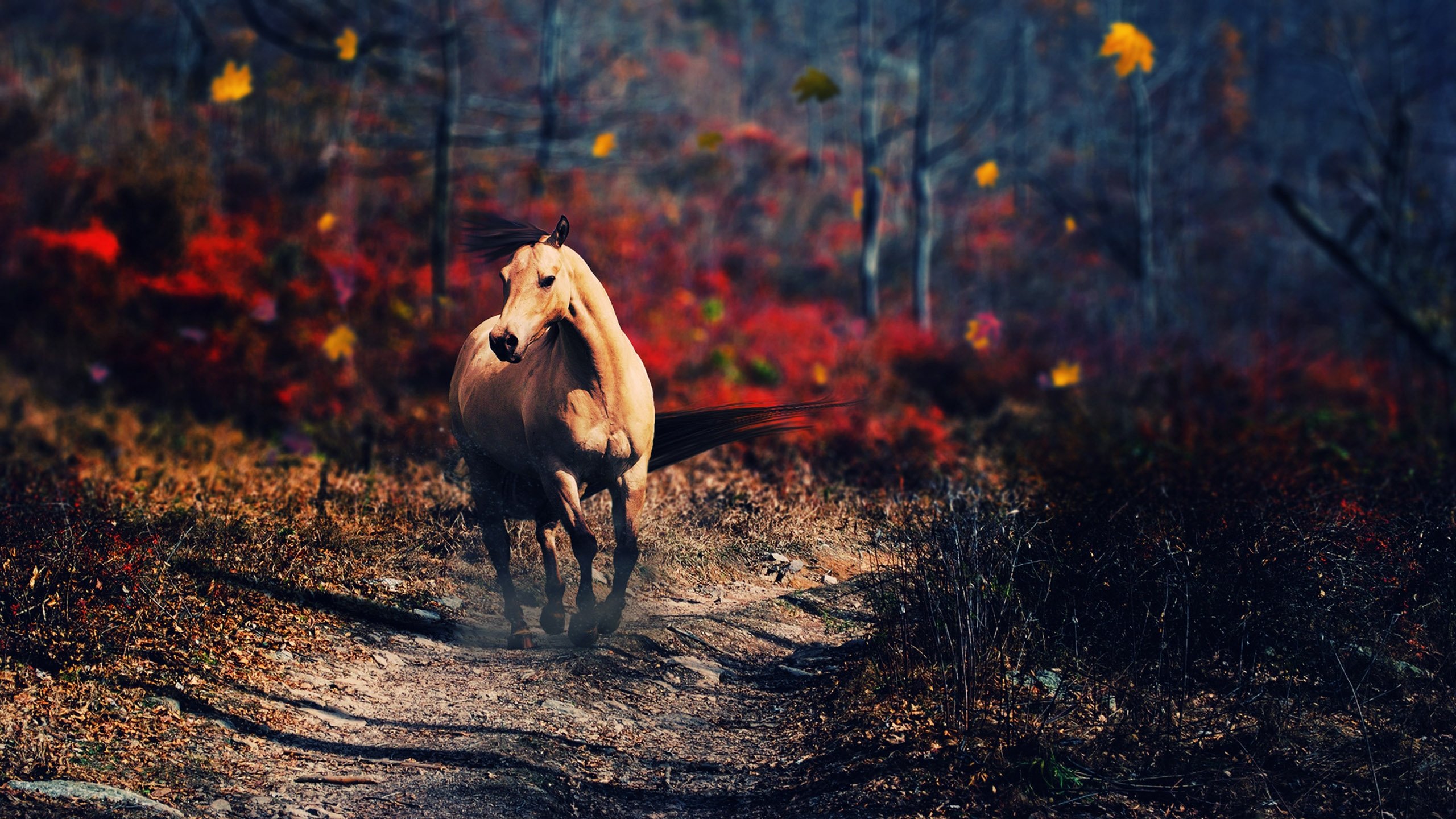 Free Horse high quality background ID:23178 for hd 2560x1440 computer