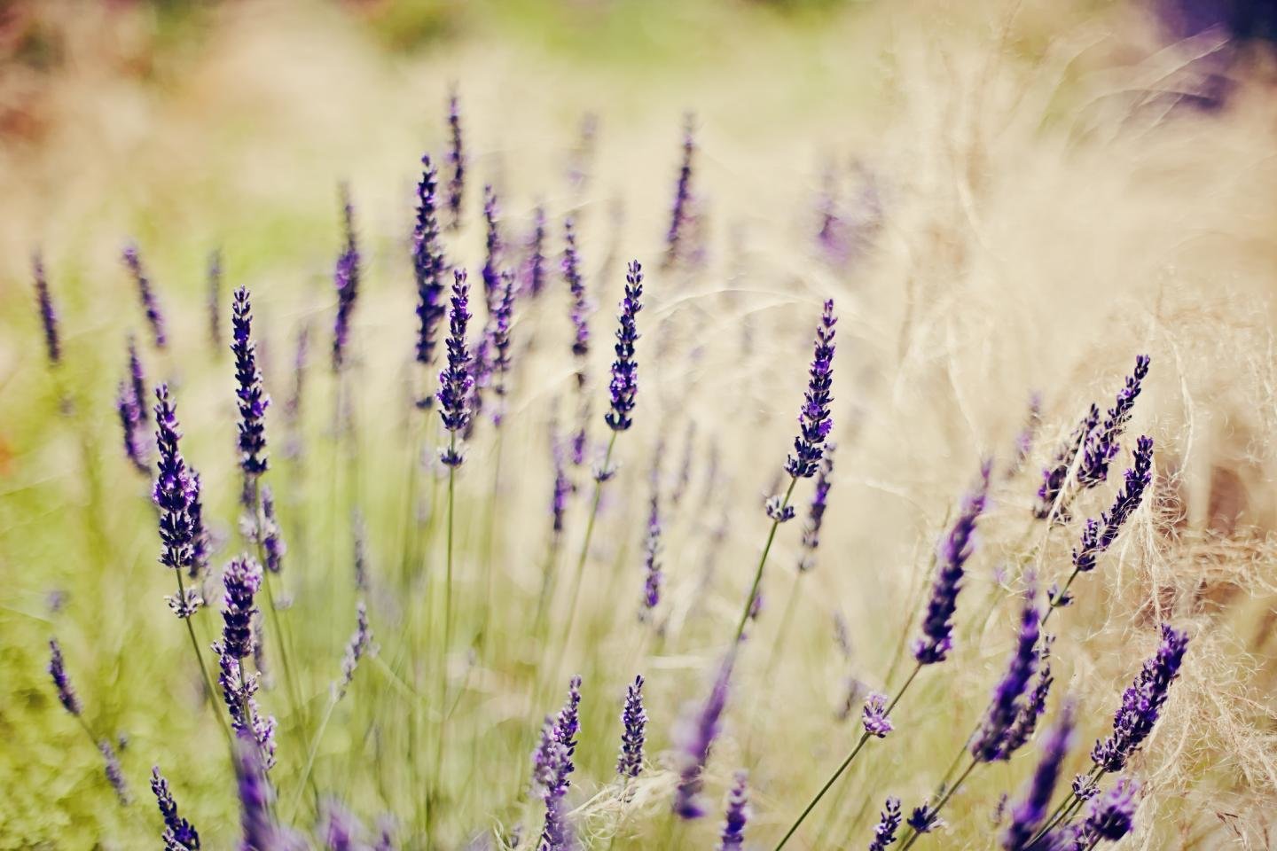 Awesome Lavender free background ID:67472 for hd 1440x960 desktop