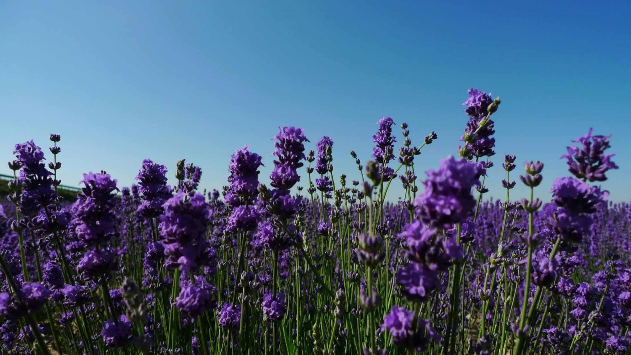 Awesome Lavender free background ID:67435 for hd 2048x1152 PC