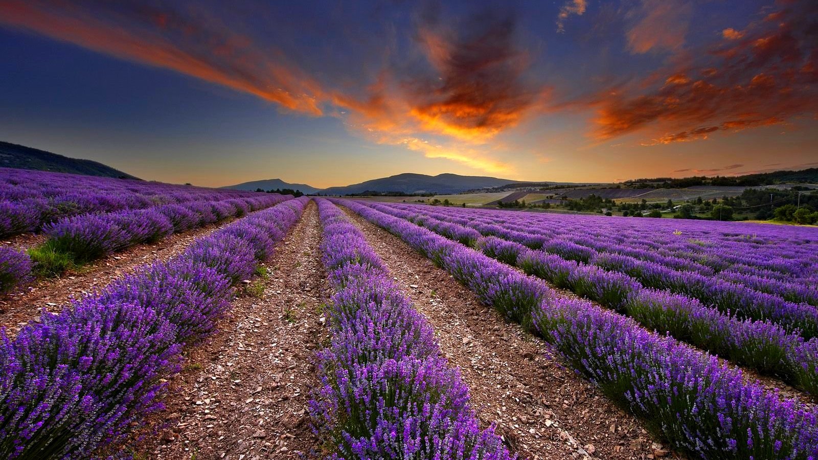 Awesome Lavender free wallpaper ID:67450 for hd 1600x900 computer