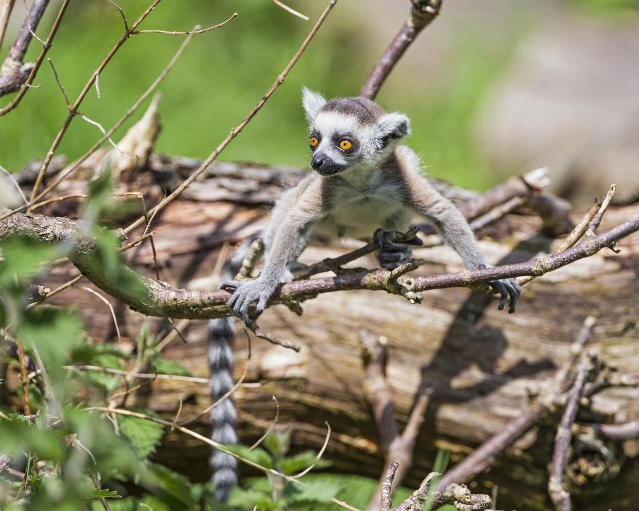 Awesome Lemur free background ID:53174 for hd 1280x1024 computer